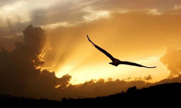 cropped-aquila-in-volo