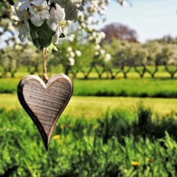 GRATITUDINE – LA RISPOSTA AI DONI SINCERI DELLA VITA